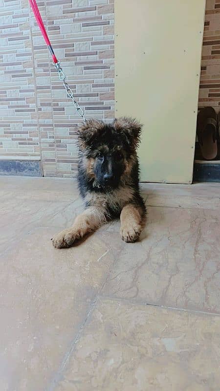 German shepherd female puppy 1