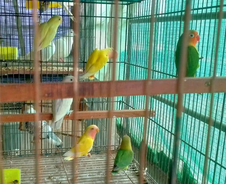 love birds brider pair available 0