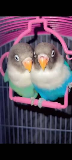 blue and green. black masked lovebirds with cage