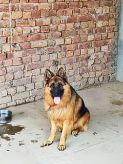 German Shepherd dog triple coat breed