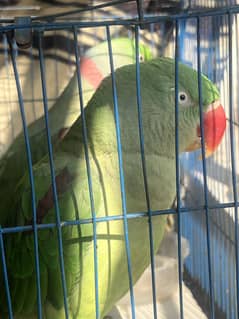 Raw parrot female