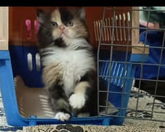 Persian kitten triple coat/ male/female available