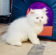 Bombastic Quality Persian Furball Kitten