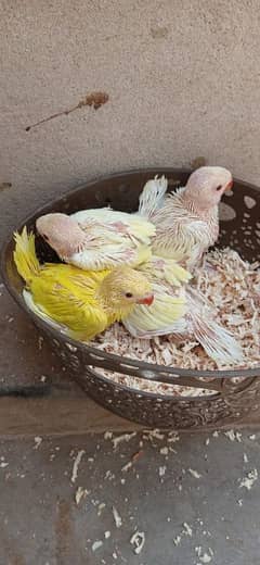 color Ringneck chick yellow & creamino