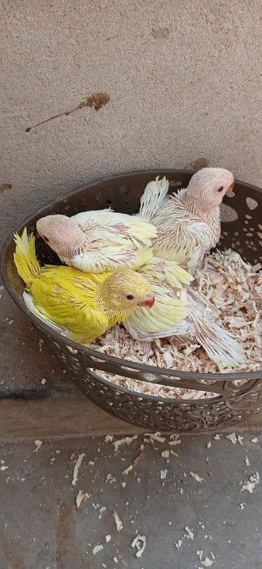 color Ringneck chick yellow & creamino 0