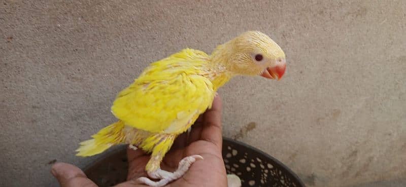 color Ringneck chick yellow & creamino 2