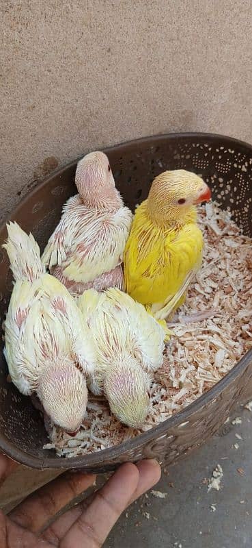 color Ringneck chick yellow & creamino 4