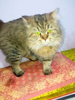 Siberian male cat