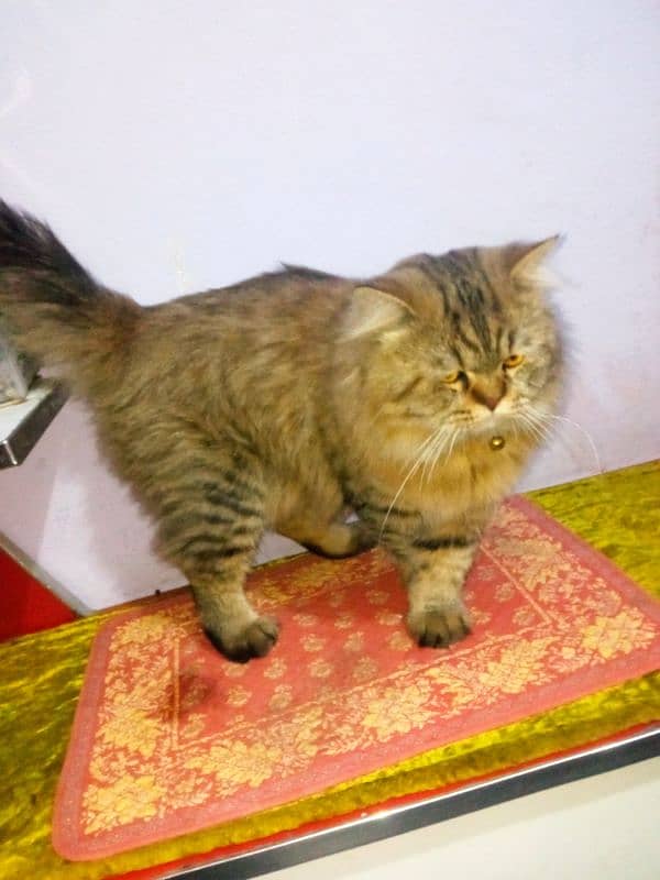 Siberian male cat 2