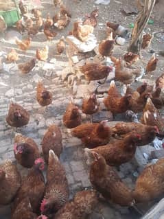 lohman brown hen for sale