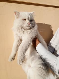 Persian Cat