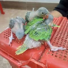 Green ringneck chicks for sale