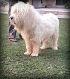 American Poodle White Dog. Long Hair