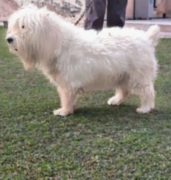 American Poodle White Dog. Long Hair 1