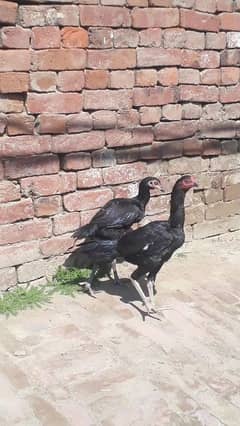 sale Pakistani and kamaliya bloodline chicks and Pathay