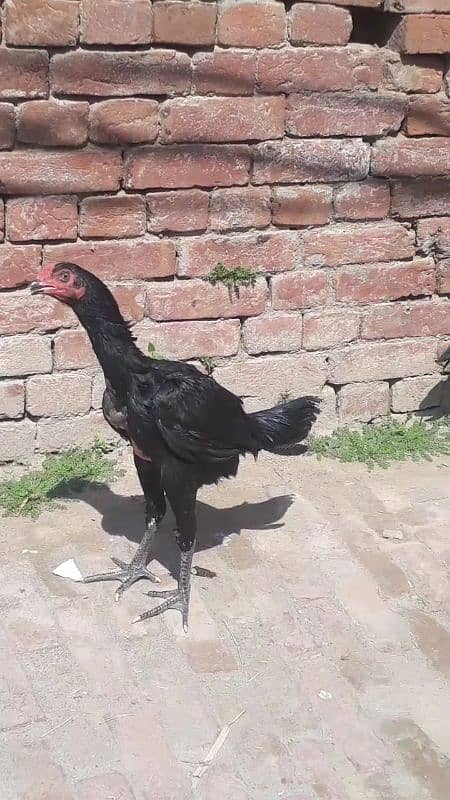 sale Pakistani and kamaliya bloodline chicks and Pathay 1