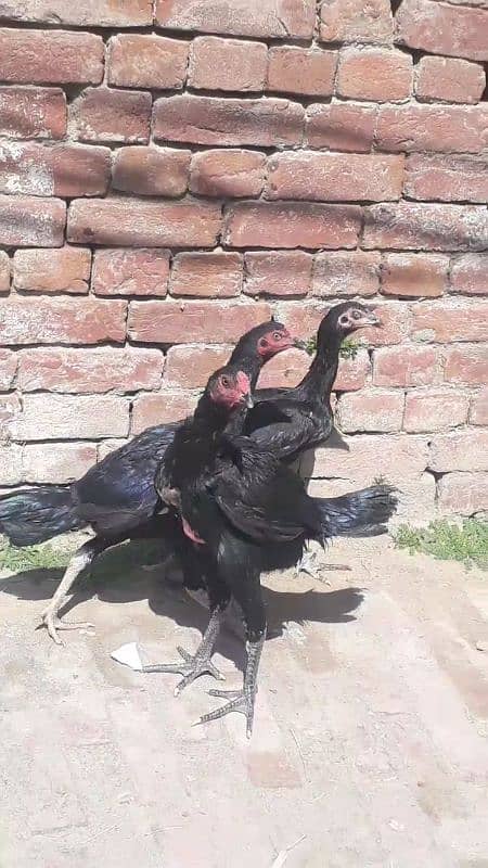 sale Pakistani and kamaliya bloodline chicks and Pathay 2