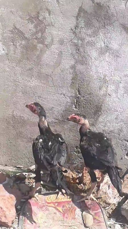 sale Pakistani and kamaliya bloodline chicks and Pathay 5