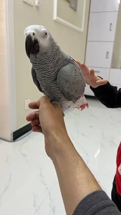 African Gray Parrot Hand Tamed For Sale