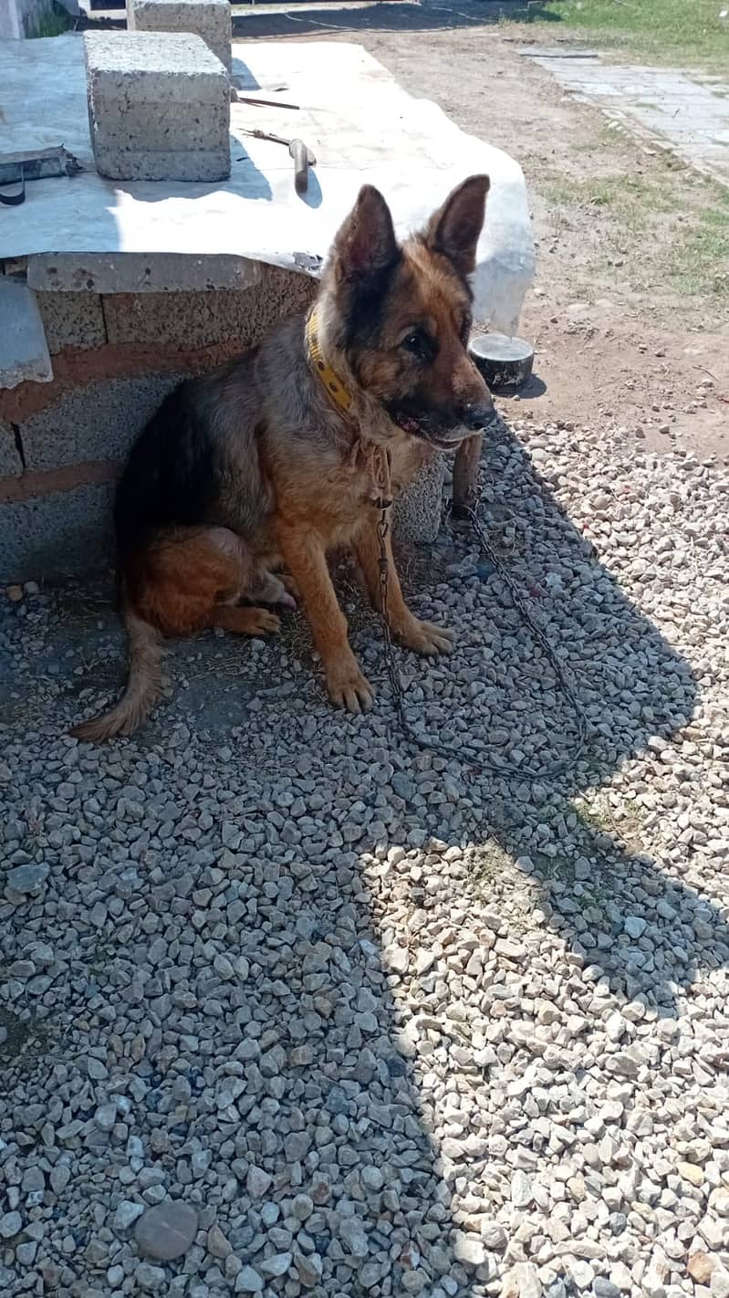 German shepherd male for sale 1