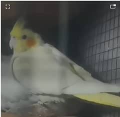 Breeder Cockatiel pair of Common White