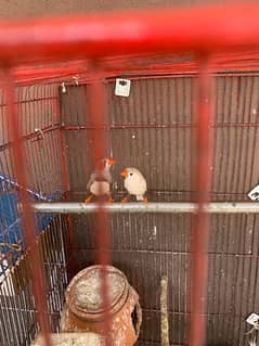 zebra finches