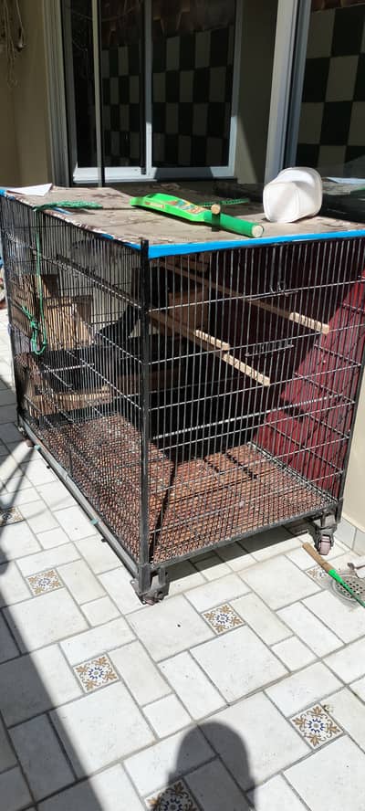 Cage & Pigeons for sale