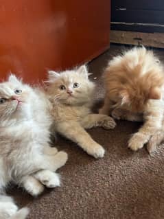 Persian kittens triple coated