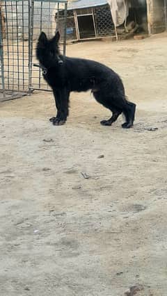 german shepherd male pup 4 months