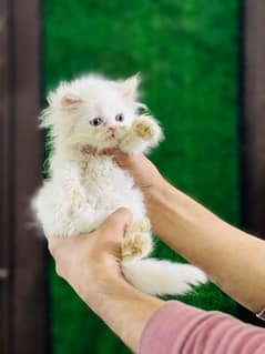 white punch face male kitten triple coated for sale