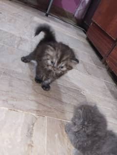 Persian kitten for sale