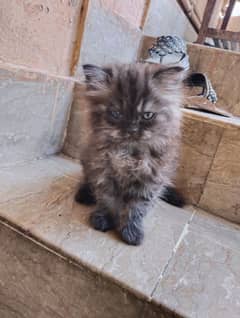 Persian kitten for sale