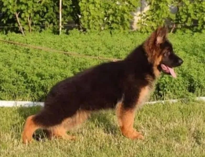 German shepherd Long Coat Male & Female puppy 03287625932WhatsApp 1