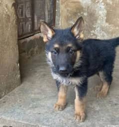 German shepherd Long Coat Male & Female puppy 03287625932WhatsApp