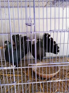 English fantail for sale