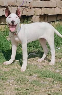 Pure kohati Gullter Male Age 3 Month for Sale All Pakistan Cargo