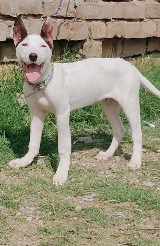 Pure kohati Gullter Male Age 3 Month for Sale All Pakistan Cargo 0