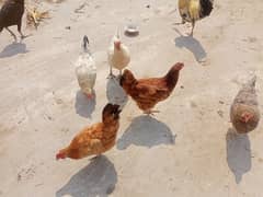 5 Golden misri eggs laying hens and 1 aseel murghi for sale ha