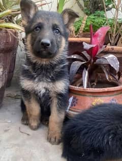 German shepherd Long Coat Male & Female puppy 03287625932WhatsApp