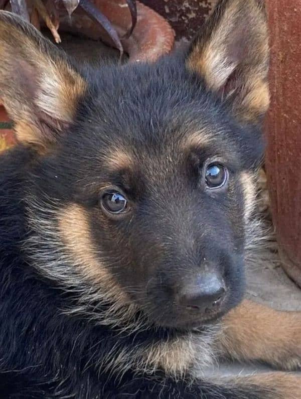 German shepherd Long Coat Male & Female puppy 03287625932WhatsApp 2