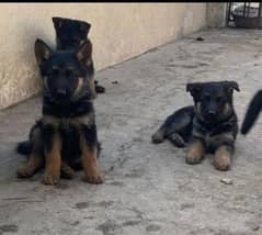 German shepherd Long Coat Male & Female puppy 03287625932WhatsApp