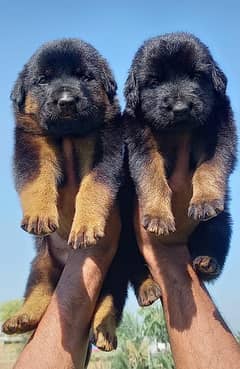 German Shepherd double coat male female Pair 2 month for sale