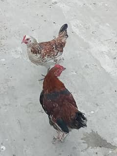 pair of desi hens age 7month