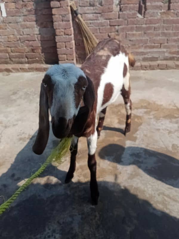 12 manth Age rajan or bital 2