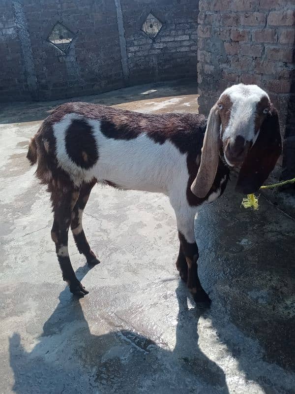 12 manth Age rajan or bital 5