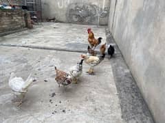 Golden Misri Hens for Sale