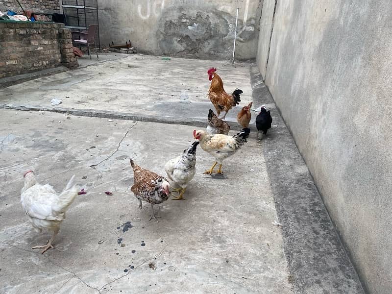 Golden Misri Hens for Sale 0