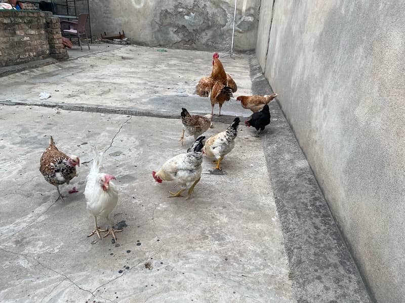 Golden Misri Hens for Sale 1