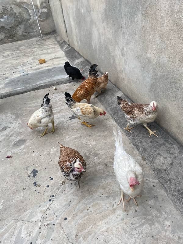 Golden Misri Hens for Sale 2