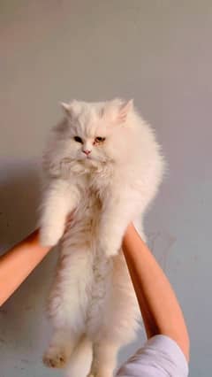 TRIPLE COATED WHITE PERSIAN CAT